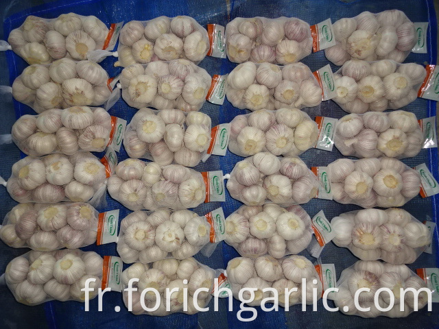 Good Quality Regular White Garlic 2019